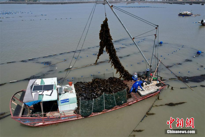 Cultivo de algas marinas ajuda a aumentar renda em Fujian, sudeste da China
