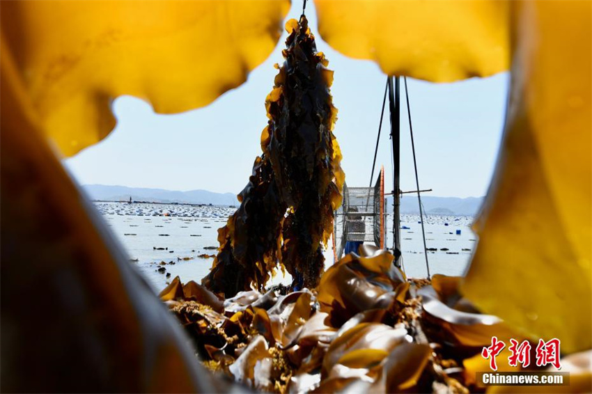 Cultivo de algas marinas ajuda a aumentar renda em Fujian, sudeste da China