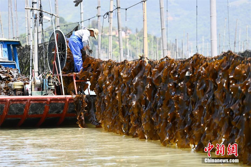Cultivo de algas marinas ajuda a aumentar renda em Fujian, sudeste da China