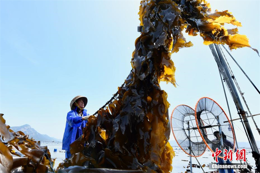 Cultivo de algas marinas ajuda a aumentar renda em Fujian, sudeste da China