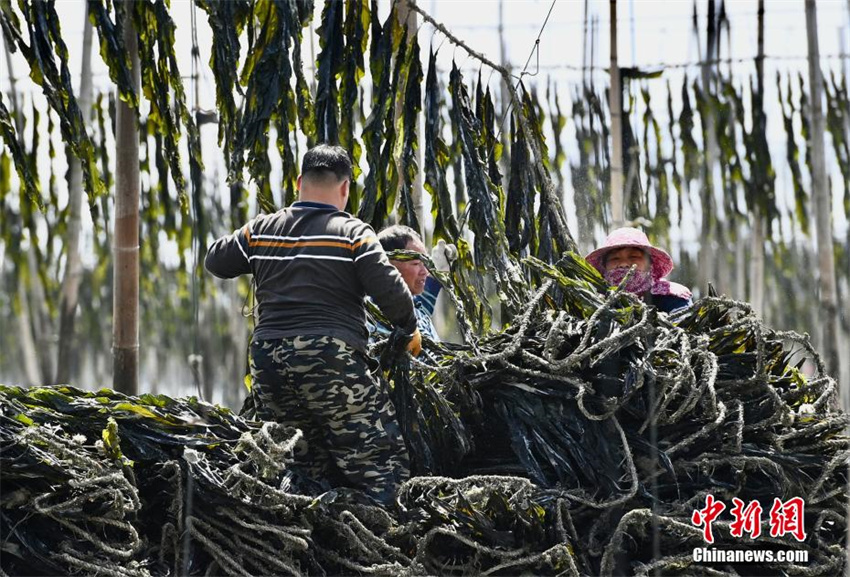 Cultivo de algas marinas ajuda a aumentar renda em Fujian, sudeste da China