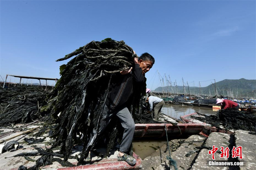 Cultivo de algas marinas ajuda a aumentar renda em Fujian, sudeste da China