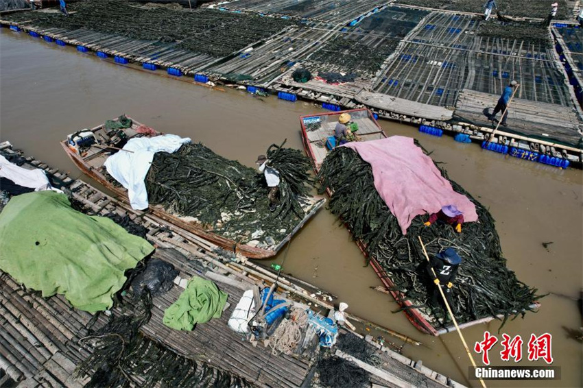 Cultivo de algas marinas ajuda a aumentar renda em Fujian, sudeste da China