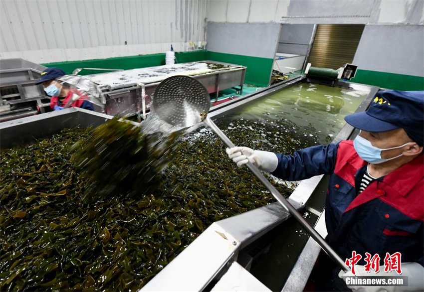Cultivo de algas marinas ajuda a aumentar renda em Fujian, sudeste da China