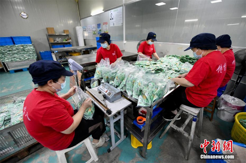 Cultivo de algas marinas ajuda a aumentar renda em Fujian, sudeste da China