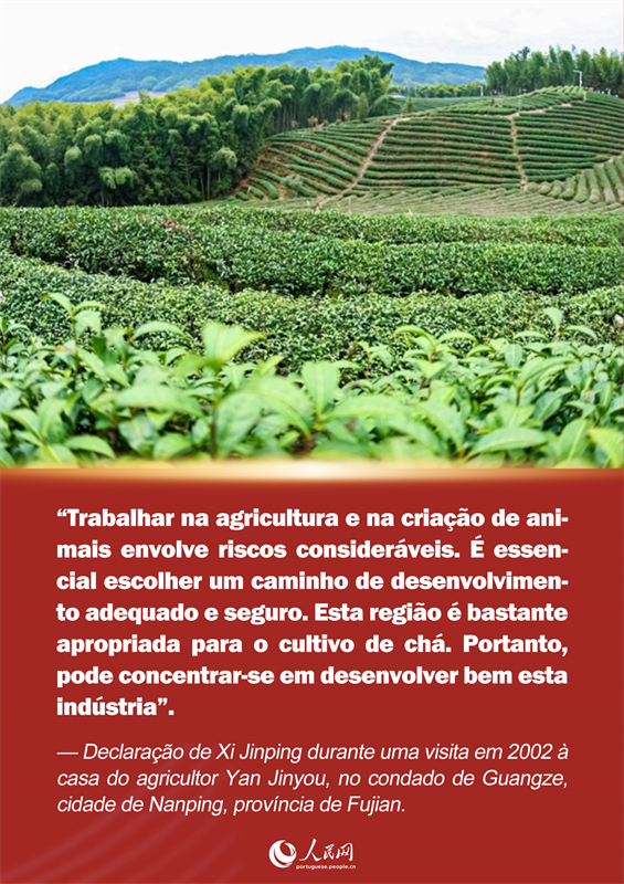 P?ster: resenha de Xi Jinping sobre o chá de Fujian