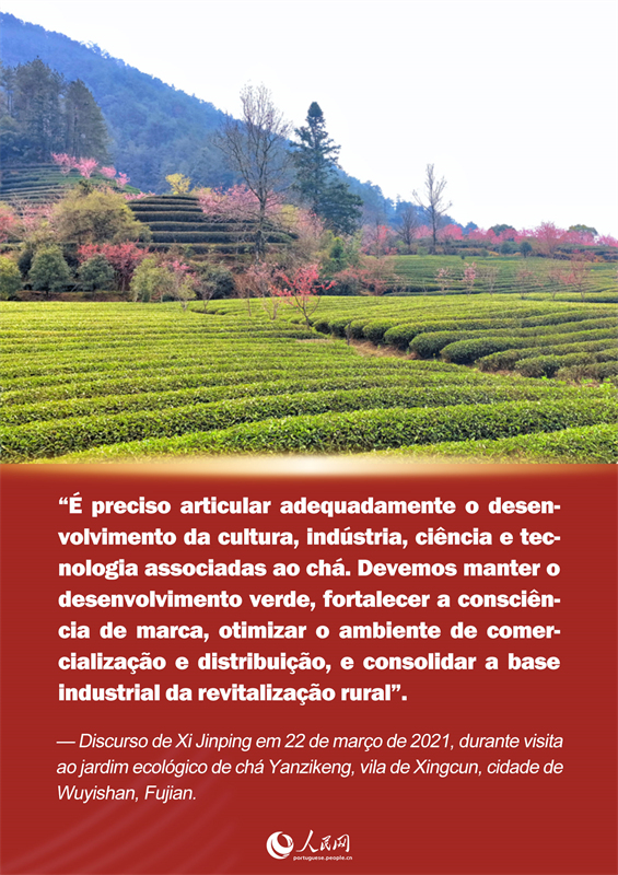 P?ster: resenha de Xi Jinping sobre o chá de Fujian