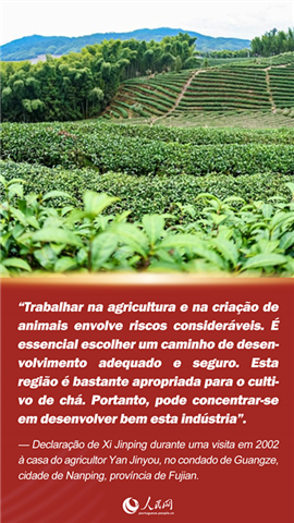 P?ster: resenha de Xi Jinping sobre o chá de Fujian