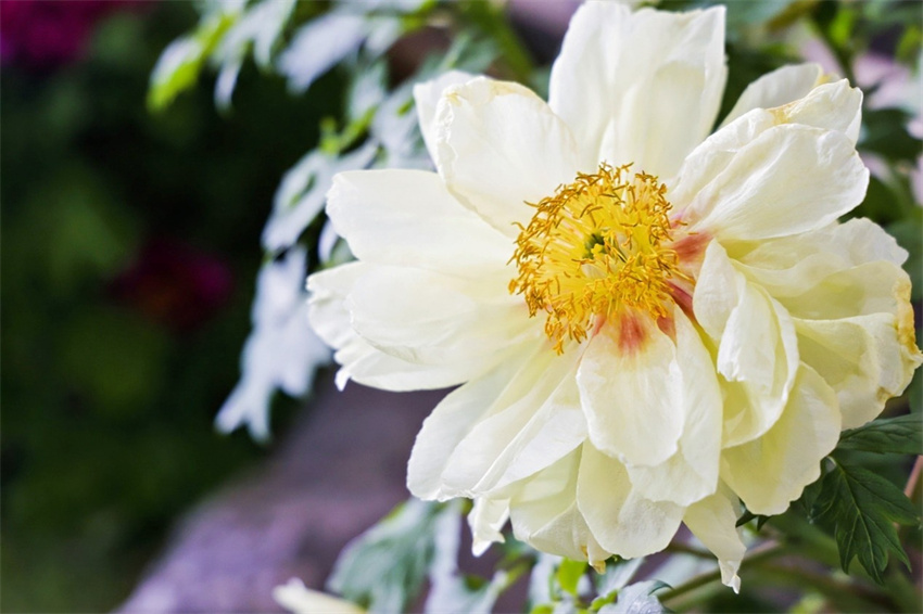 Jornalistas de nove países euroasiáticos visitam o Jardim Nacional da Peónia em Luoyang