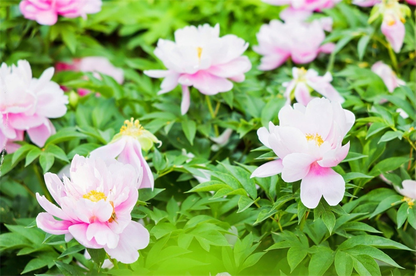 Jornalistas de nove países euroasiáticos visitam o Jardim Nacional da Peónia em Luoyang