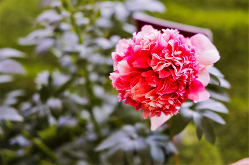 Jornalistas de nove países euroasiáticos visitam o Jardim Nacional da Peónia em Luoyang