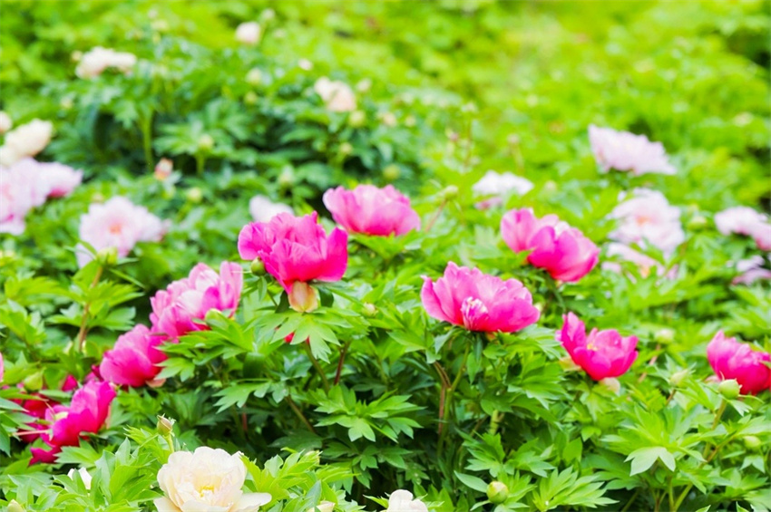 Jornalistas de nove países euroasiáticos visitam o Jardim Nacional da Peónia em Luoyang