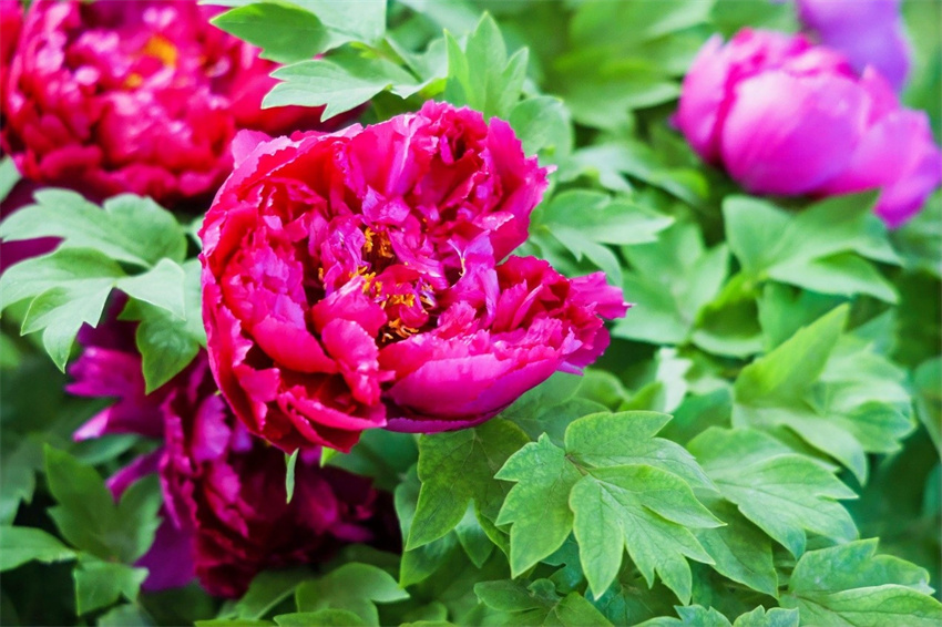 Jornalistas de nove países euroasiáticos visitam o Jardim Nacional da Peónia em Luoyang