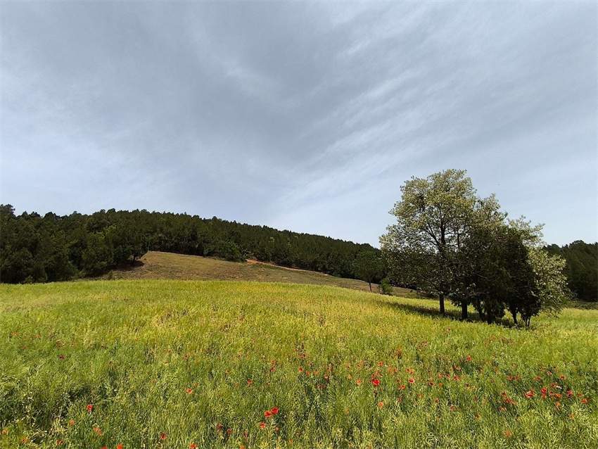 Luoyang: vila Aihe promove estética rústica no interior de Henan
