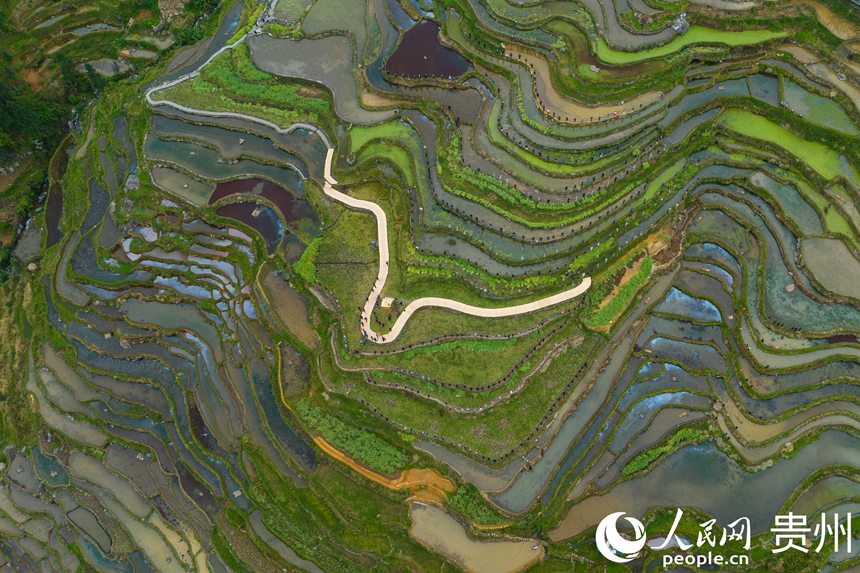 Guizhou: cerim?nia tradicional assinala início da colheita nos arrozais de Jiabang