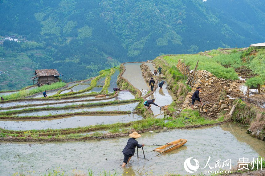 Guizhou: cerim?nia tradicional assinala início da colheita nos arrozais de Jiabang