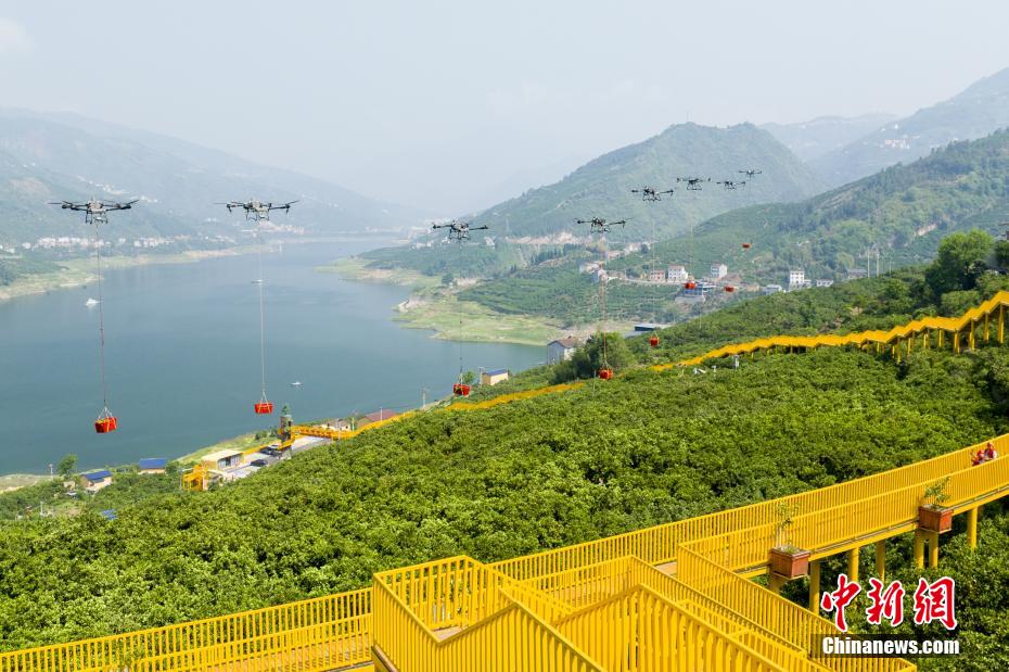 Drones impulsionam colheita recorde de laranja-da-baía no centro da China