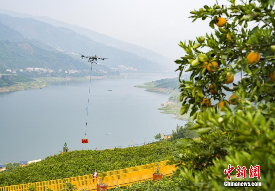 Drones impulsionam colheita recorde de laranja-da-baía no centro da China