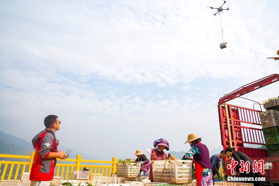 Drones impulsionam colheita recorde de laranja-da-baía no centro da China