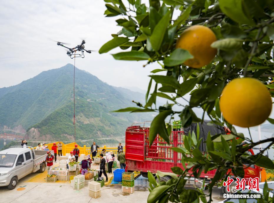 Drones impulsionam colheita recorde de laranja-da-baía no centro da China