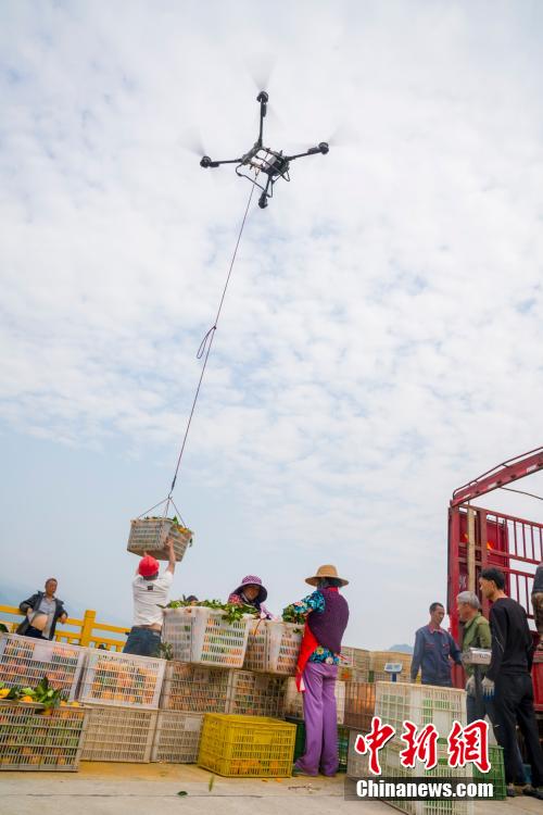 Drones impulsionam colheita recorde de laranja-da-baía no centro da China