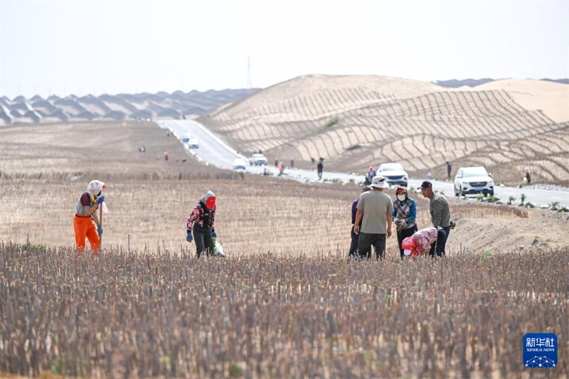 Mongólia Interior: luta contra a desertifica??o está em curso em Dalat Qi
