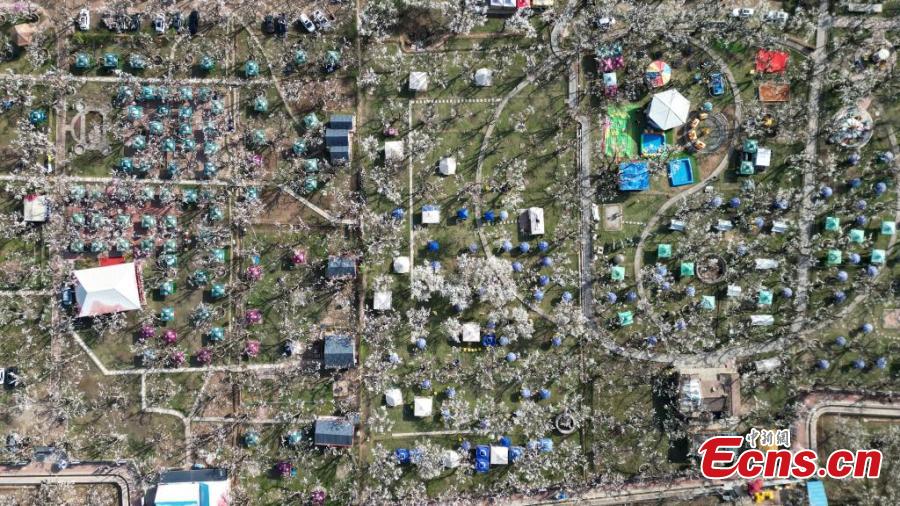 Gansu: sistema de pomar de peras antigo de Shichuan em Gaolan adicionado à lista agrícola da ONU