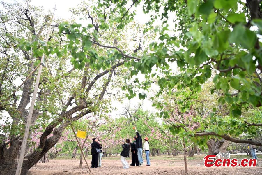 Gansu: sistema de pomar de peras antigo de Shichuan em Gaolan adicionado à lista agrícola da ONU