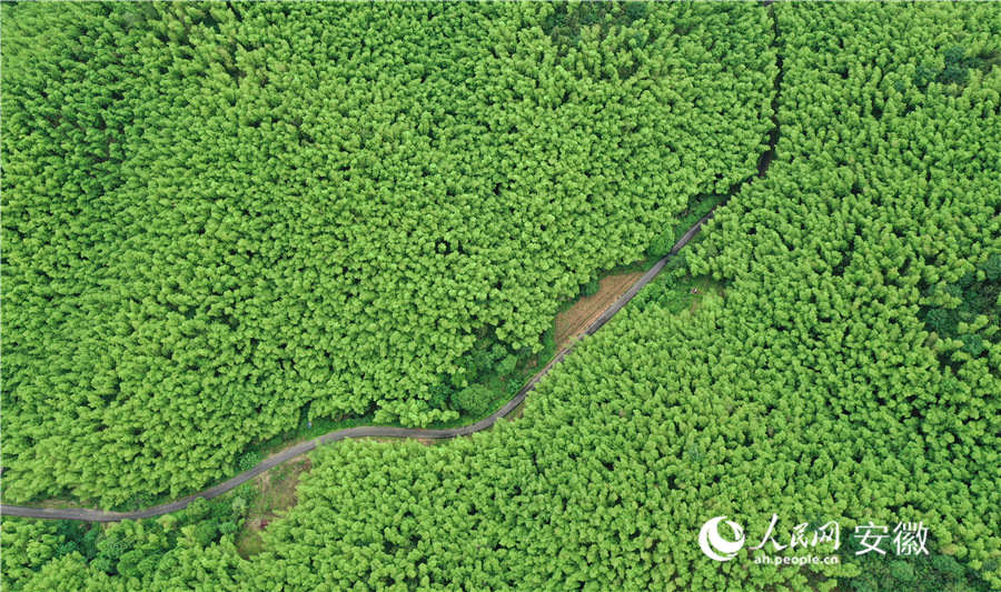 Mar de Bambu de Guangde. (Foto: Zhang Jun/Diário do Povo Online)