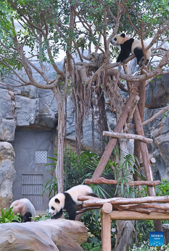 Jia Jia e De De, primeiros filhotes de panda gigante nascidos em Hong Kong