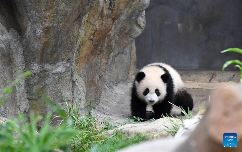 Jia Jia e De De, primeiros filhotes de panda gigante nascidos em Hong Kong