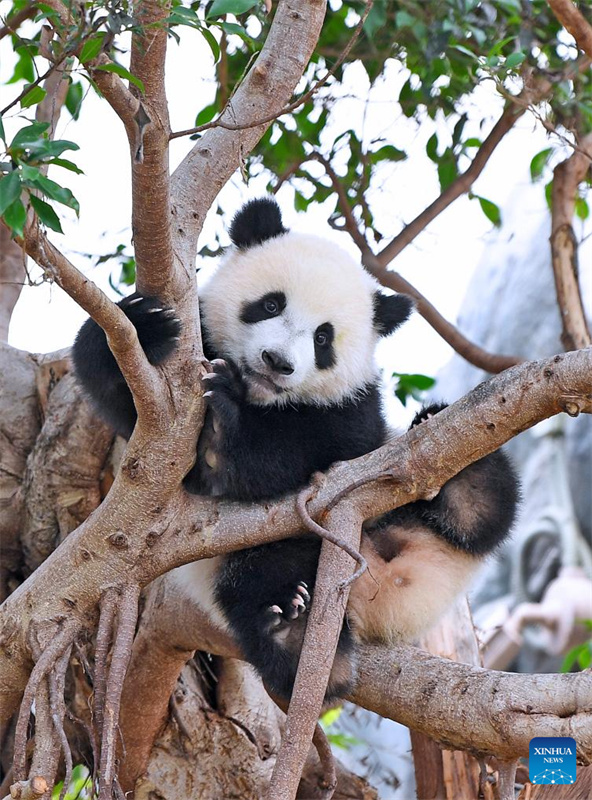 Jia Jia e De De, primeiros filhotes de panda gigante nascidos em Hong Kong