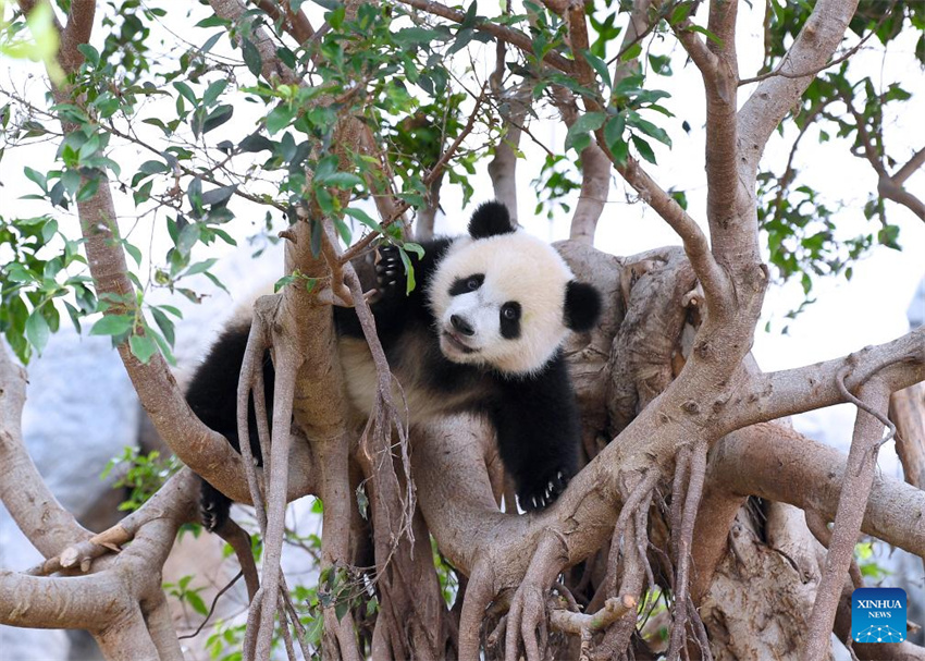 Jia Jia e De De, primeiros filhotes de panda gigante nascidos em Hong Kong