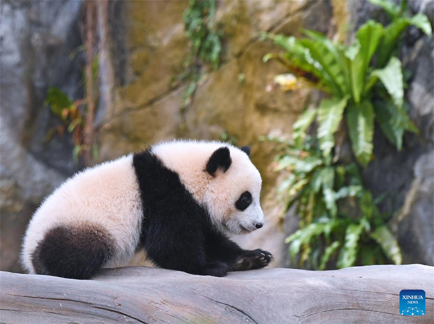 Jia Jia e De De, primeiros filhotes de panda gigante nascidos em Hong Kong