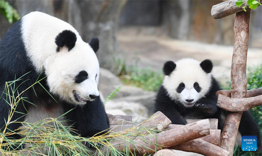 Jia Jia e De De, primeiros filhotes de panda gigante nascidos em Hong Kong