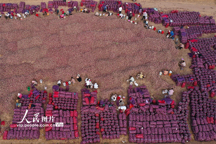 Henan inicia temporada de colheita de cebola