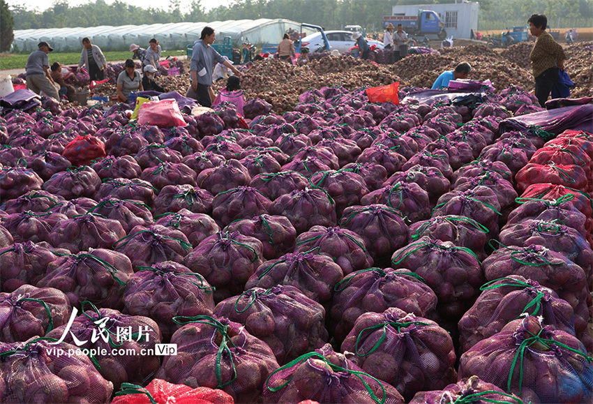 Henan inicia temporada de colheita de cebola