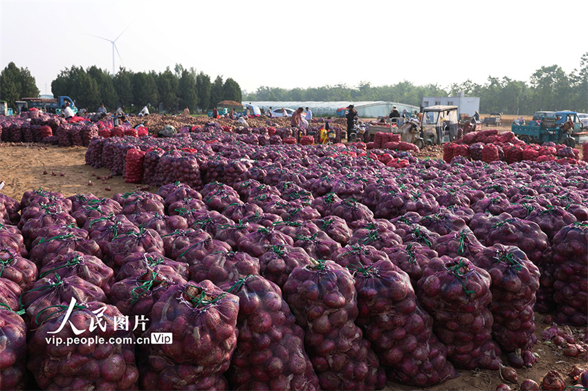 Henan inicia temporada de colheita de cebola