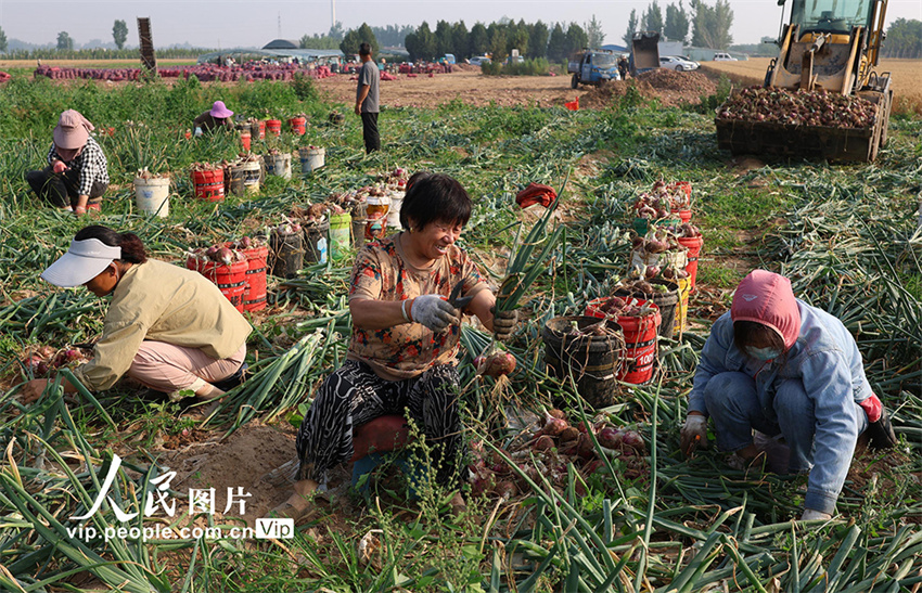 Henan inicia temporada de colheita de cebola