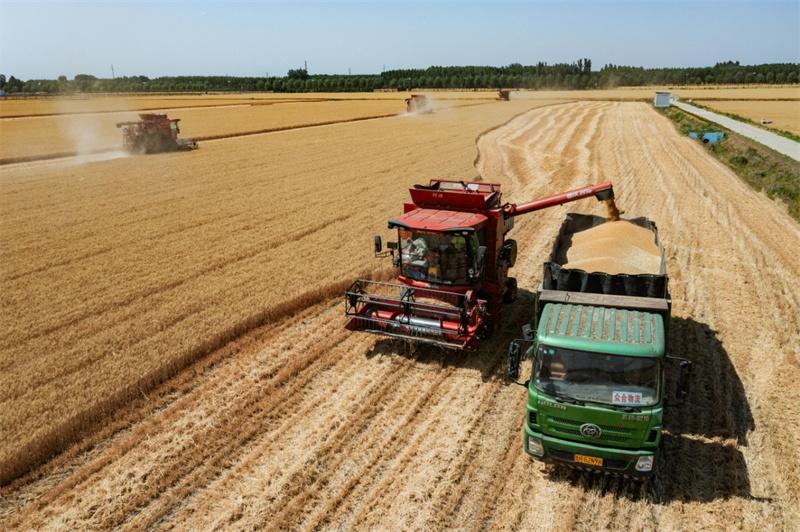 Shandong: campos férteis desenham paisagem de fartura em Jining