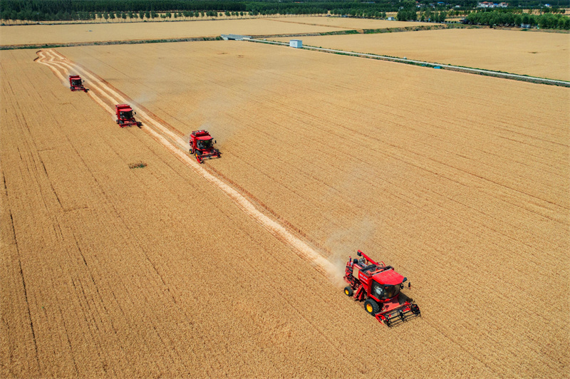 Shandong: campos férteis desenham paisagem de fartura em Jining