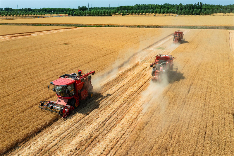 Shandong: campos férteis desenham paisagem de fartura em Jining
