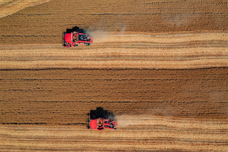 Shandong: campos férteis desenham paisagem de fartura em Jining