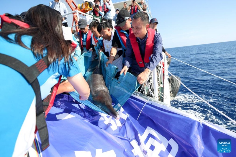 Golfinho encalhado retorna ao mar após cuidados especializados no sul da China