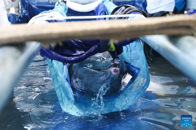 Golfinho encalhado retorna ao mar após cuidados especializados no sul da China