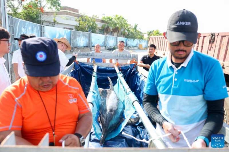 Golfinho encalhado retorna ao mar após cuidados especializados no sul da China