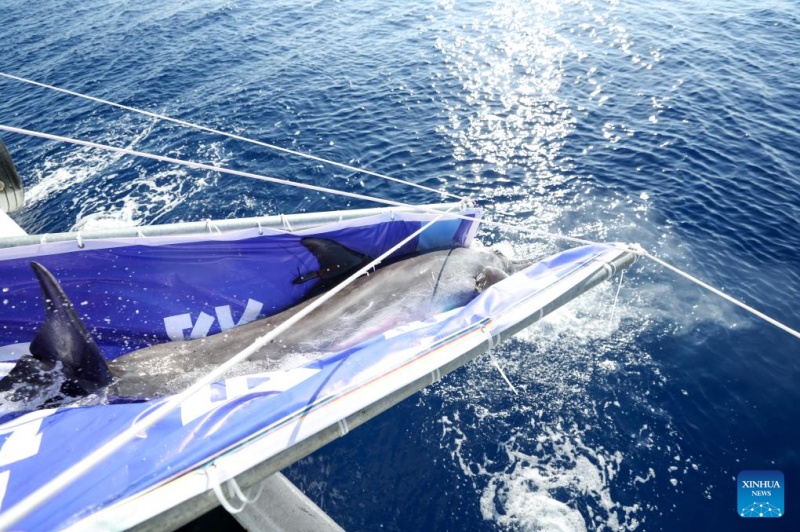 Golfinho encalhado retorna ao mar após cuidados especializados no sul da China