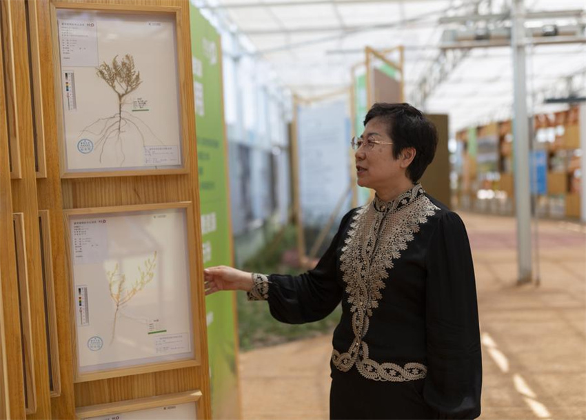 Projetos fotovoltaicos transformam terrenos arenosos em 