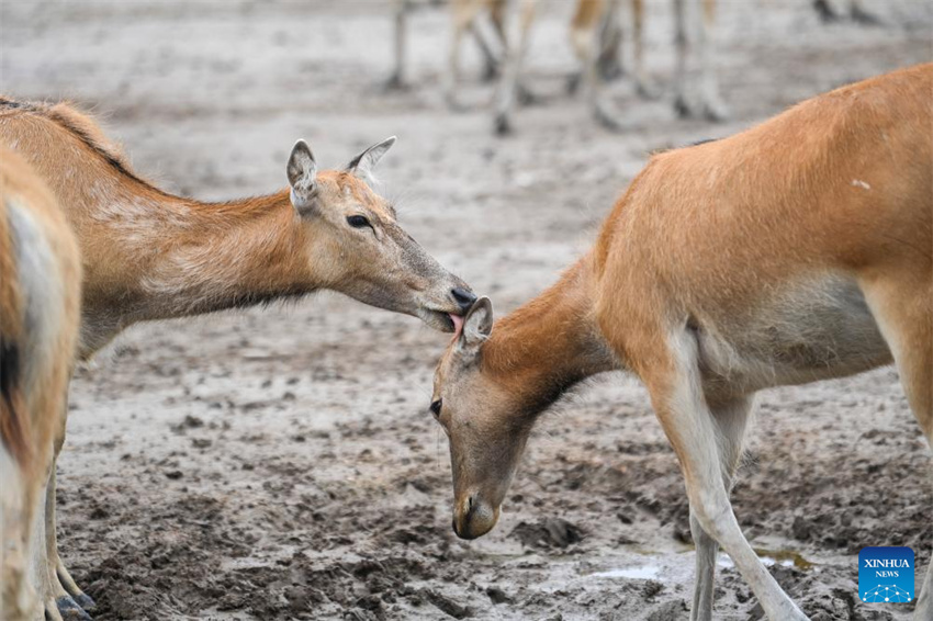 Guardi? do cervo-milu se dedica à busca da harmonia entre a humanidade e a natureza