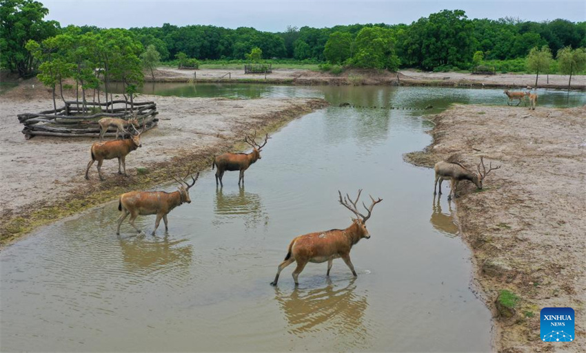 Guardi? do cervo-milu se dedica à busca da harmonia entre a humanidade e a natureza